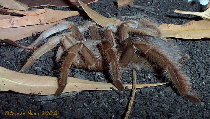 Adult female Selenotypus plumipes