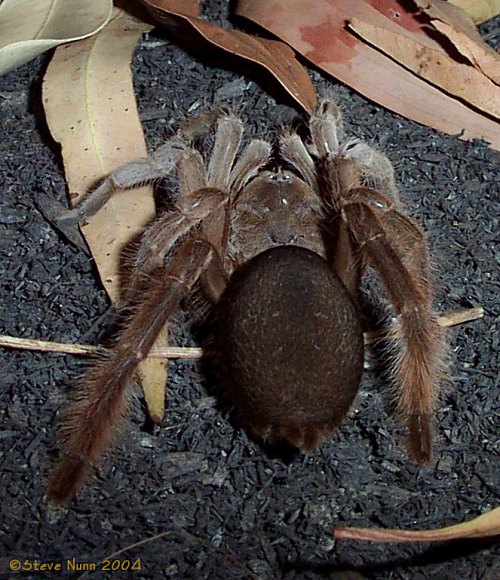 Rear legs of S.plumipes