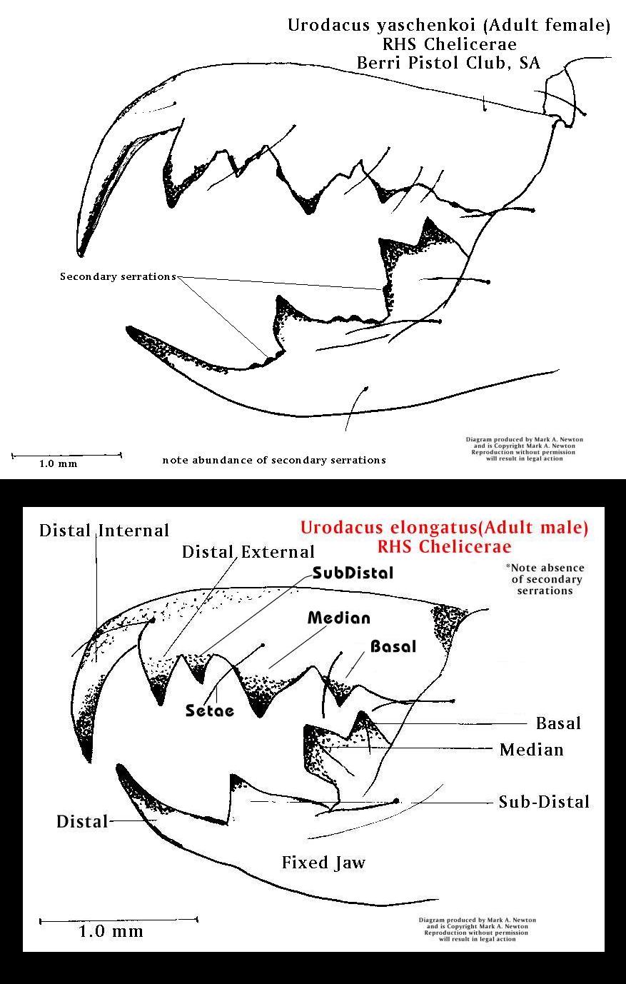 comparative cheliceral teeth morphology which can be helpful in species identification
