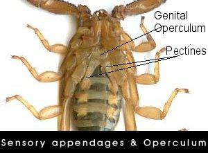 image showing pectines and genital operculum