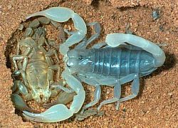 molting takes place in a sealed compartment under a rock in Urodacus elongatus