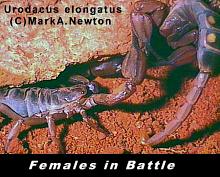 Female scorpions not encountering a male by the end of mating season search for a potential mate
