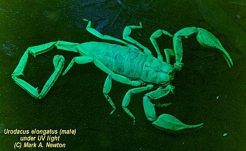 Scorpions glow under uv light