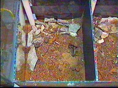 Typical housing for a burrowing scorpion showing water tube.