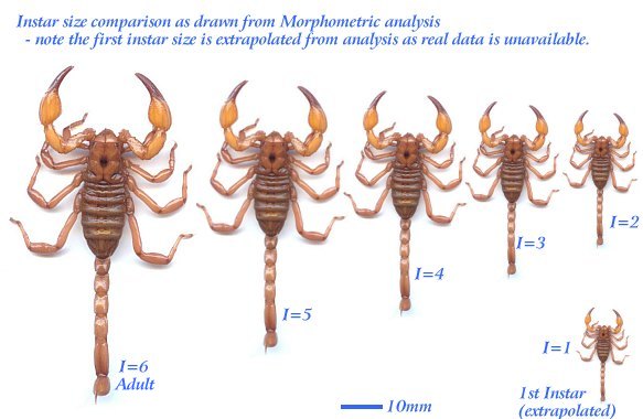 Instar size comparison