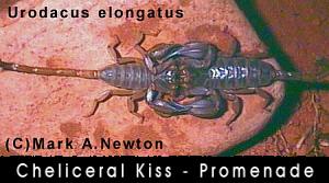 pedipalps and chelicerae locked as a suitable surface is located for spermatophore deposition