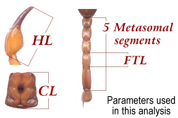 measured parameters