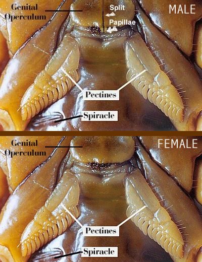 sexing your Urodacus