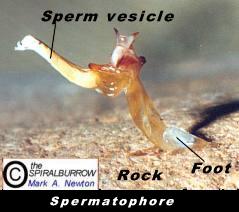 image showing the spermatophore of urodacus elongatus