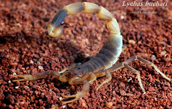 Oppostunistic scorpions are aggressive as they are often involved in predator battles and need aggression for survival.