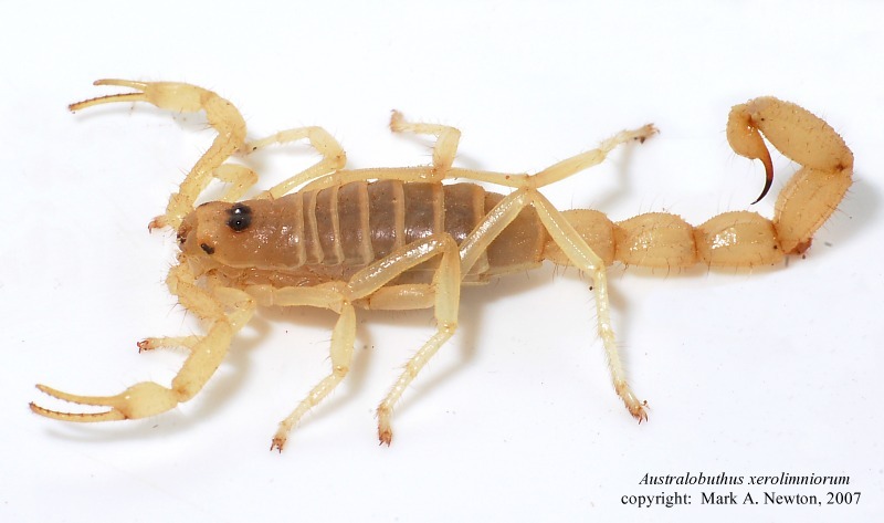 The Form 1 salt lake scorpion has a mild venom