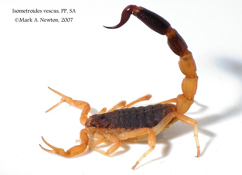 Opportunistic scorpions often display fine, light pedipalps that require little effort to transport.