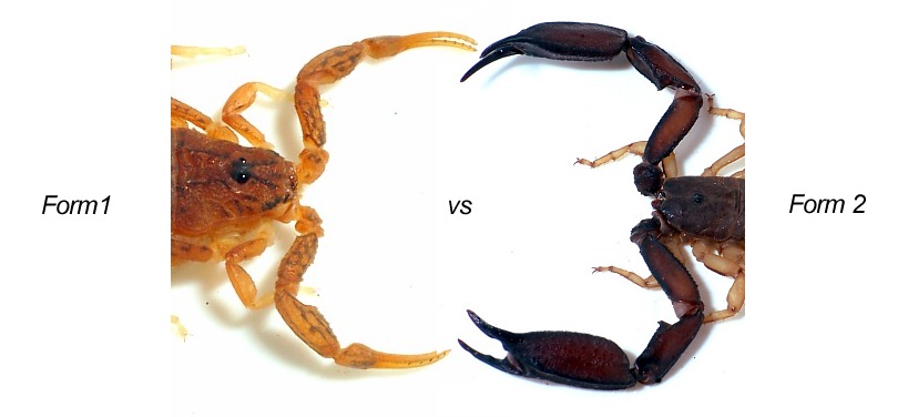 Oppostunistic scorpions are aggressive as they are often involved in predator battles and need aggression for survival.