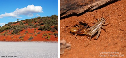 Different predation strategies result in different morphologies