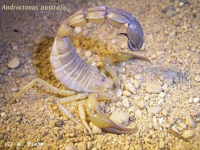 Oppostunistic scorpions are aggressive as they are often involved in predator battles and need aggression for survival.