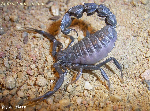 Oppostunistic scorpions are aggressive as they are often involved in predator battles and need aggression for survival.