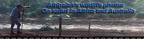Visit Afrigalah's Photographic Safari site.......Dont Miss It!!
