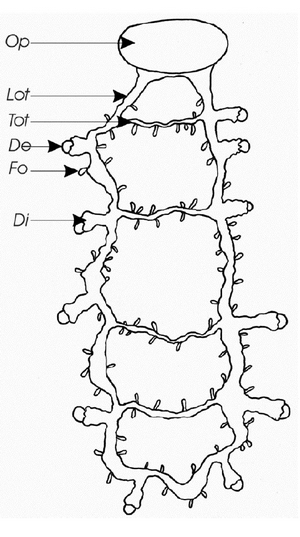 Female reproduction system