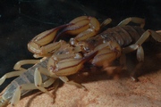 The Mating Ritual of <i>Urodacus elongatus</i>