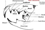 Cheliceral Teeth Morphology