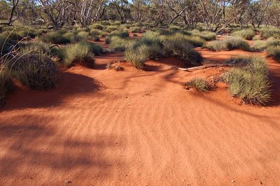 Urodacus yaschenkoi habitat