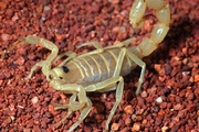 Keeping<i> Australobuthus xerolimniorum </i> in Captivity