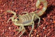 Keeping<i> Australobuthus xerolimniorum </i> in Captivity