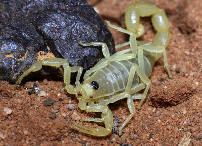 Salt Lake Scorpion