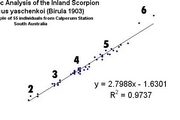 A Morphometric Study of <i> Urodacus yaschenkoi</i>