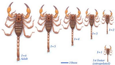 Morphometrics