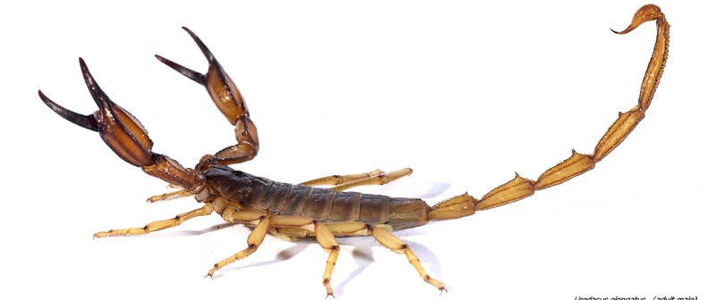 Burrow - Australian Scorpions