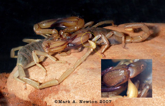 sexual sting of Urodacus elongatus