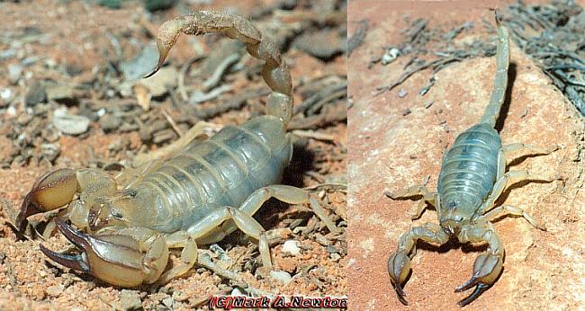 urodacus armatus