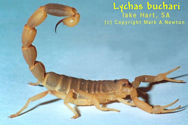 Lychas buchari