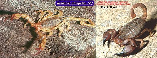 Urodacus elongatus