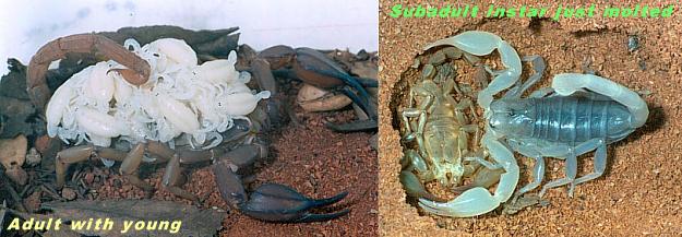 Urodacus elongatus
