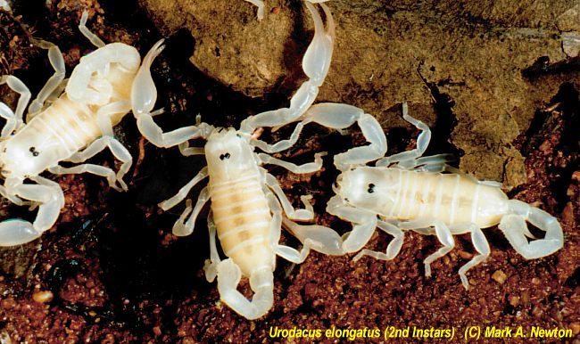 Juvenile U elongatus, just after first molt