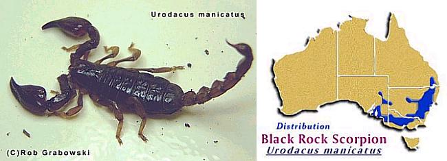 Urodacus manicatus