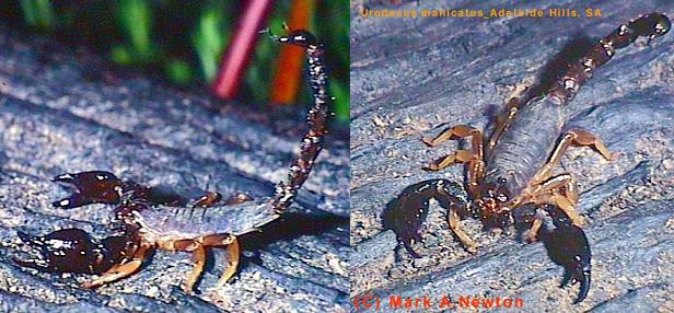 Urodacus manicatus