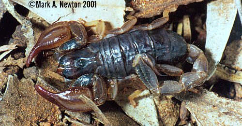 Urodacus manicatus adult