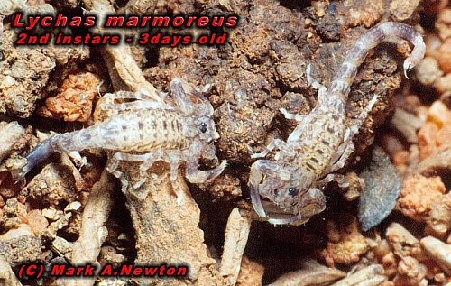 Lychas marmoreus - 2nd instars