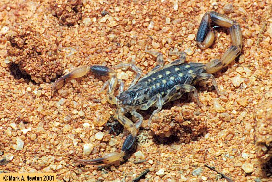 Isometrus melanodactylus.