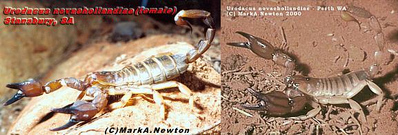 Urodacus novaehollandiae