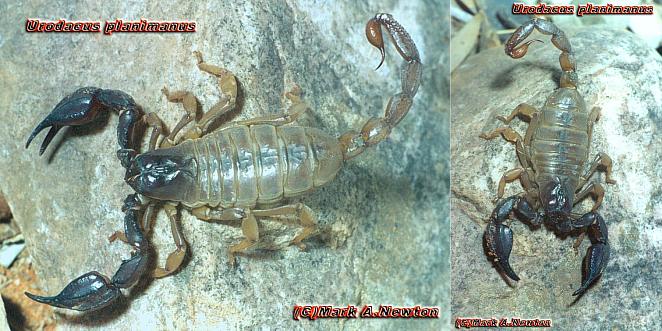 Urodacus sp (novaehollandiae) 