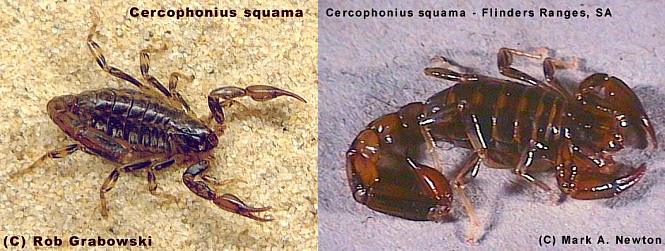 Cercophonius squama