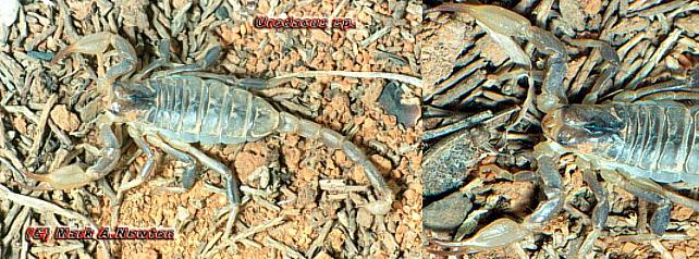 Urodacus sp.