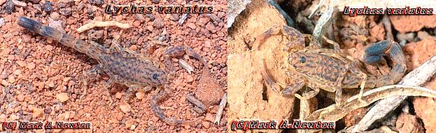 Lychas variatus