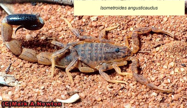 Isometroides angusticaudus