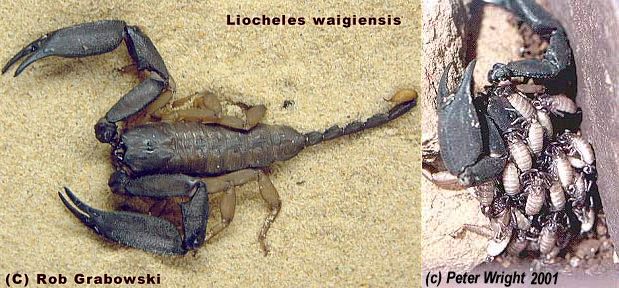 Liocheles waigiensis
